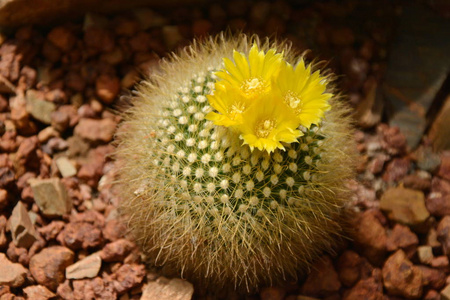 沙漠植物园里的仙人掌花。装饰仙人掌花