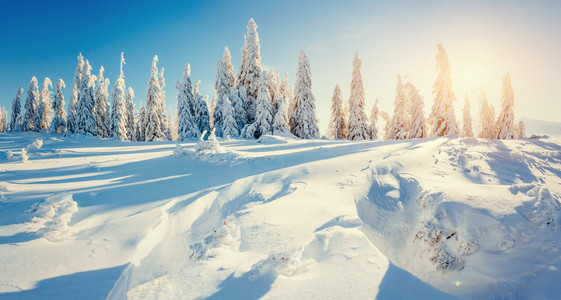 神奇的冬天雪覆盖的树