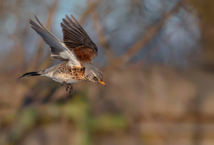 画眉 Fieldfare 展翅飞翔