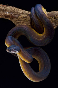 白色唇蟒, Bothrochilus albertissi, 印尼