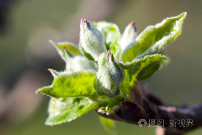 芽在一棵苹果树前一朵朵灿烂的阳光