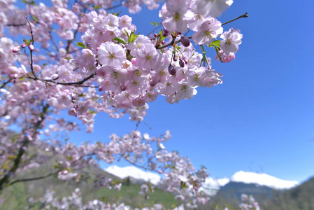 在春天盛开的樱花树