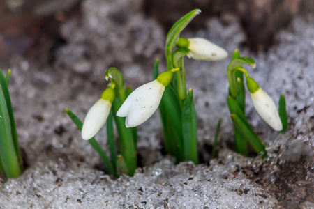 白雪花莲从雪中生长