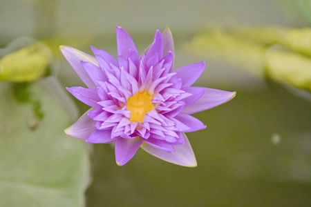 花儿盛开的莲花很美