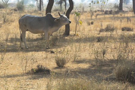 拉贾斯坦邦的牛