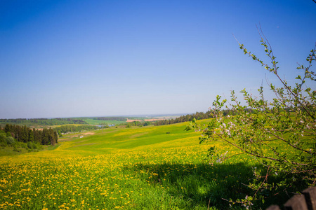 蒲公英在绿草。美丽的春天全景拍摄与蒲公英草甸。蒲公英在天空背景下的田野, Hdr