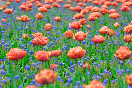 美丽盛开的郁金香在国王的花卉花园库肯霍夫 欧洲花园, 荷兰荷兰