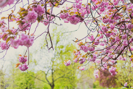春天树上的粉红色花朵与极端的散景