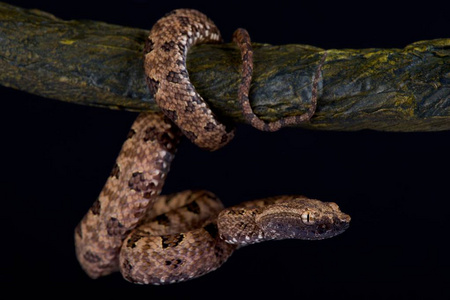 尖鳞坑毒蛇, Protobothrops mucrosquamatus