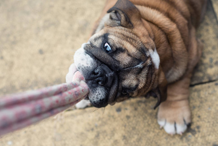 特写的英国斗牛犬狗3月的肖像拉皮带