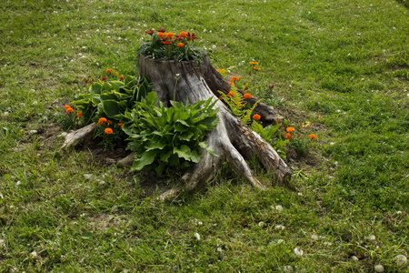 树桩与花庭院艺术对象概念和空白为拷贝或文本在绿色草