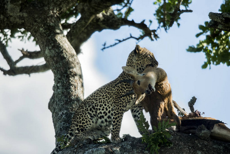 豹子在树上，在塞伦盖蒂国家公园吃羚羊
