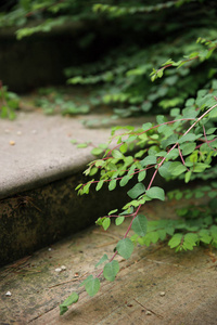 植物在复古台阶的背景大细节庭院风景关闭