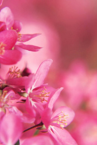 在 ge 的粉红色美丽的树鲜花天堂苹果树特写