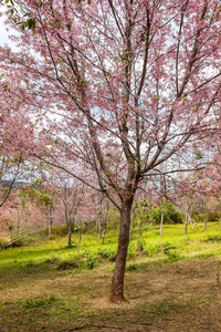 樱花花和树