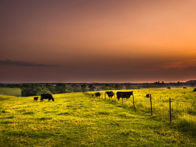 美丽的日出奶牛牧场的场景在伊利诺伊州的农村与滚动的草填充丘陵的前景和橙色的天空之上