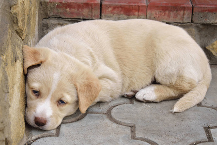 小小的黄色拉布拉多犬