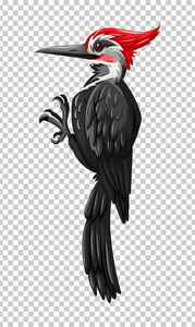 在透明背景上的黑色啄木鸟