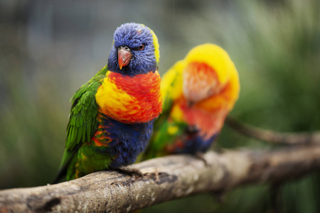 彩虹澳洲鹦鹉在白天的性质