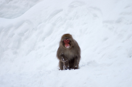 雪猴在地狱谷温泉，长野 州 日本旅游