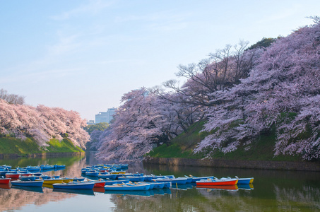 Chidorigafuchi 樱桃花开了，东京 州 日本旅游