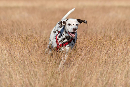 跑布朗达尔马提亚狗在田野背景上奔跑