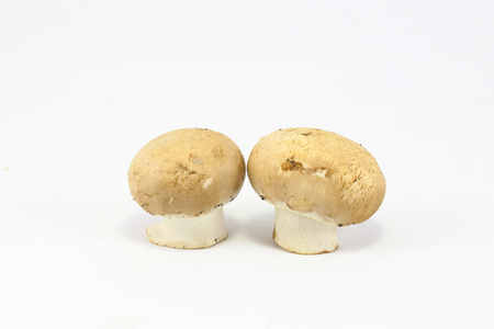 棕色白色背景上的蘑菇