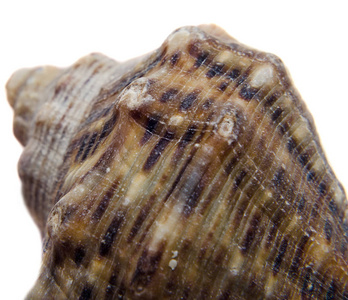 海色贝壳，收起来，孤立的 白色的背景