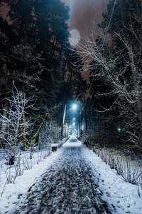 树木覆盖着雪在冬天的夜晚