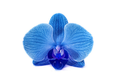 美丽的蓝色兰花没有背景, 明亮的蓝色兰花在白色背景上的花朵