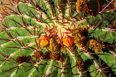 仙人掌与芽，特写