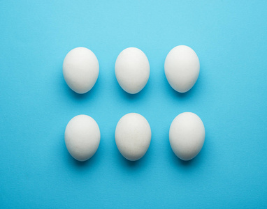 在蓝色背景上的白羽鸡鸡蛋