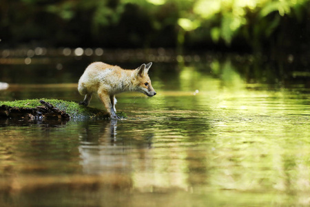 年轻雌虎的红狐狸留在河Vulpes vulpes