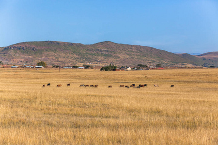 农村秋冬非洲草原牛动物放牧与远方的家园走向高山的景观