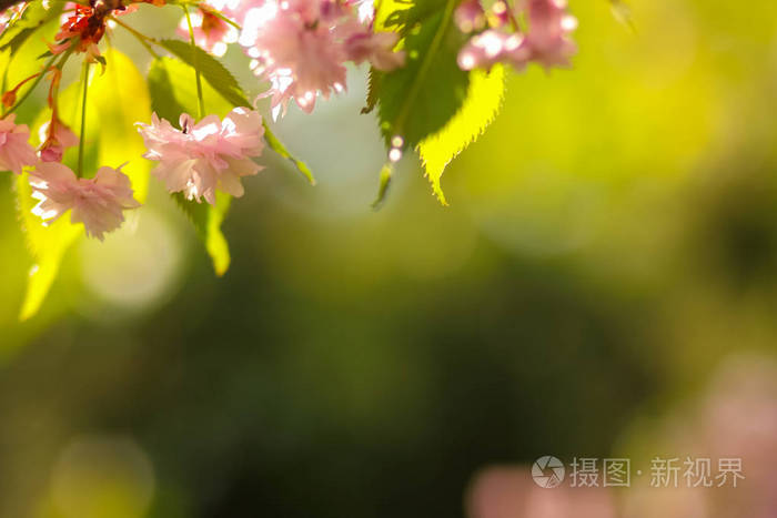 樱花枝在阳光下, 粉红色的花朵在一个模糊的背景, 一个阳光明媚的早晨