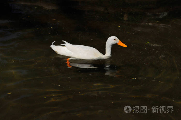 白anitidae野鸭