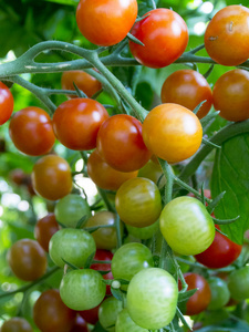 红色和绿色的鸡尾酒西红柿成熟在阳光下一束束