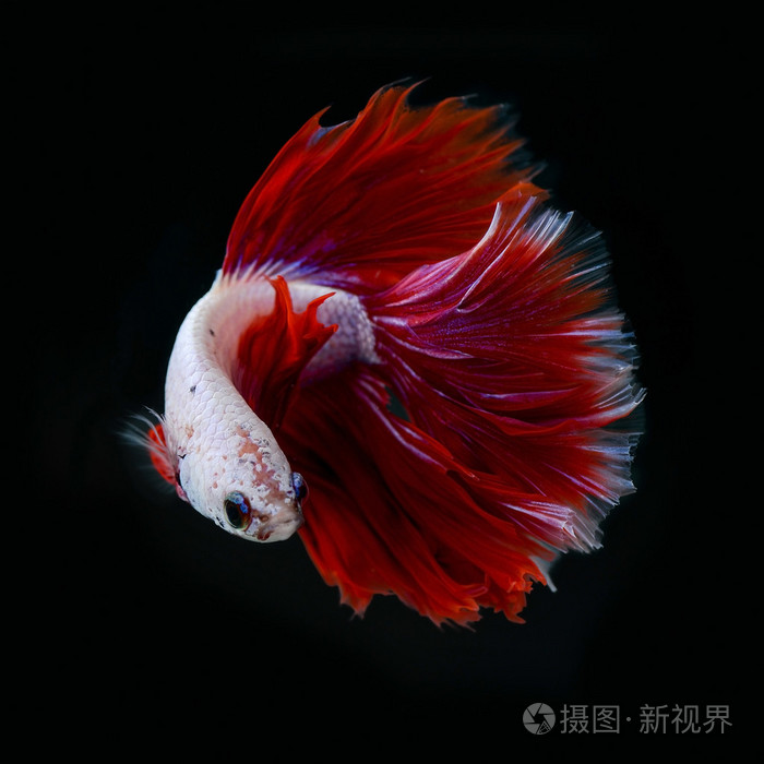 暹罗斗鱼