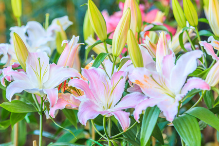 盛开的百合花