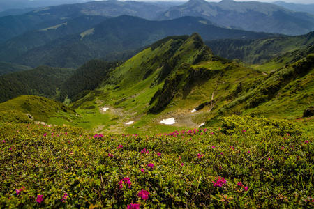 美丽的杜鹃在高山上。喀尔巴阡山.乌克兰