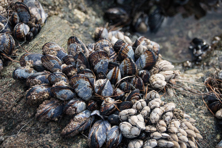 生长在岩石在海滩上的贝壳