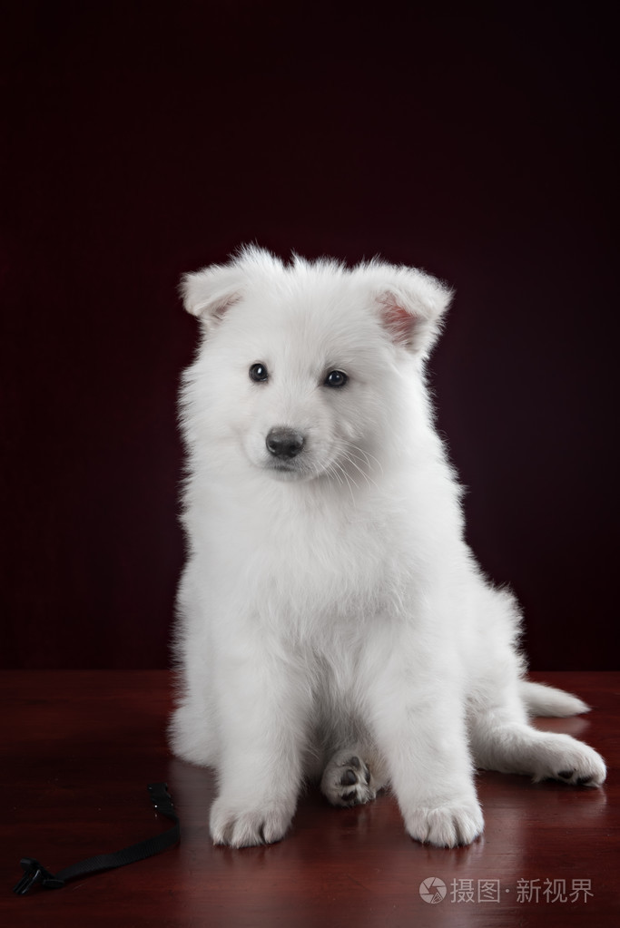 白色瑞士牧羊犬小狗