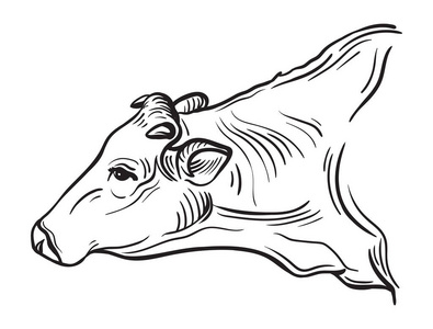 牛手工绘制的草图
