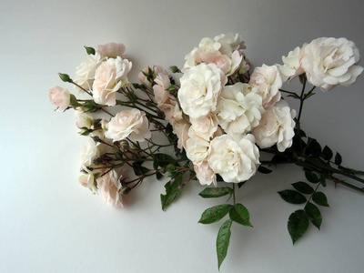 美丽茂盛的白色玫瑰枝