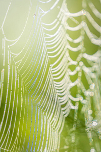 蜘蛛网与露水在草甸在早晨图片