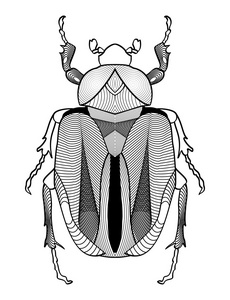书法的甲虫绘图在黑色和白色。甲虫形状装饰图形元素。矢量 Eps10
