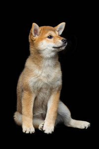 美丽 shiba inu 小狗