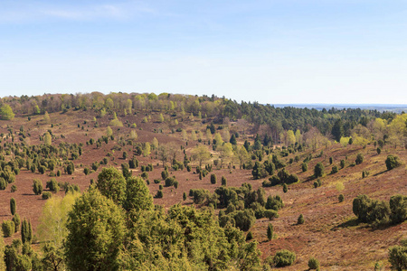 Heathland 全景视图对 Totengrund 在 Luneburg 荒地在德国 Wilsede 附近的水池