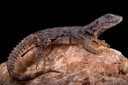 瓦哈卡刺尾鬣蜥Ctenosaura Oaxacana