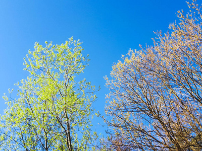 在森林里冠的树叶对天空树